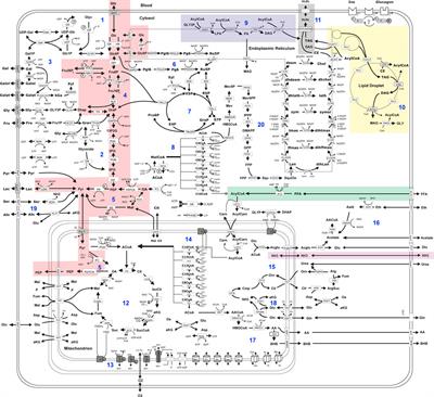 On the relationship between metabolic capacities and in vivo viscoelastic properties of the liver